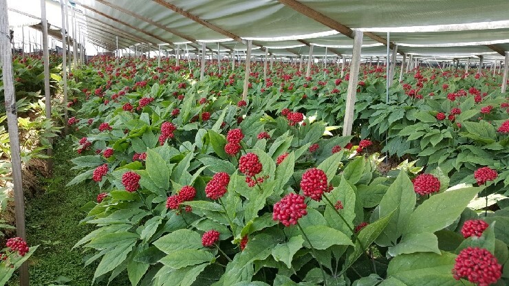 진상품금선인삼 (進上品錦仙人參) 750g (7-8뿌리)