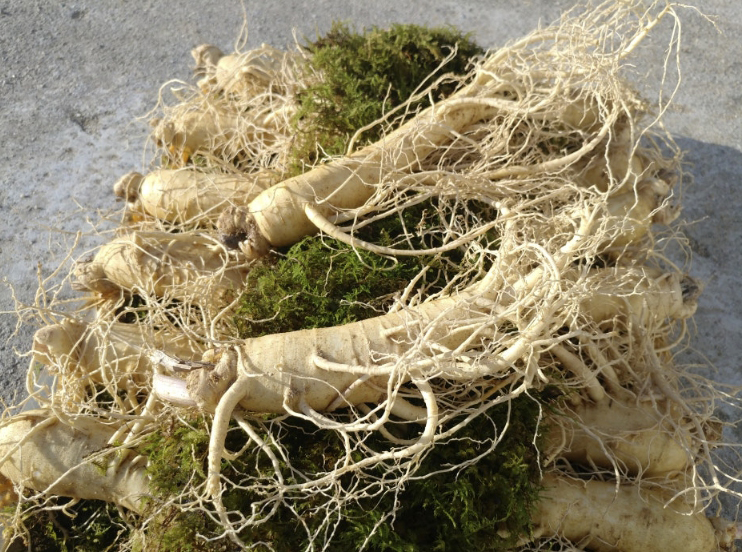 VIP 금선인삼(VIP 錦仙人蔘) 750g (12에서15뿌리)