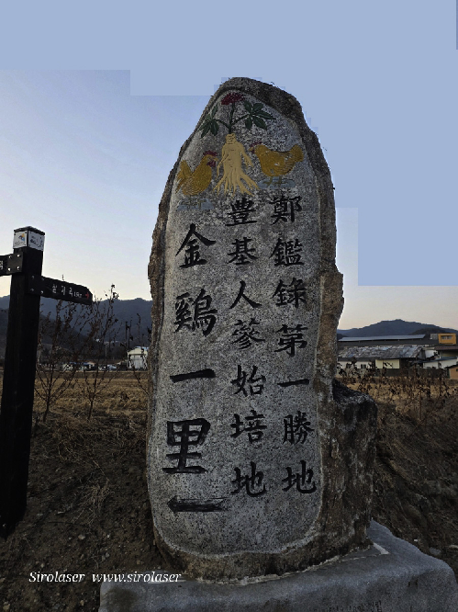 특별선물용 錦仙인삼