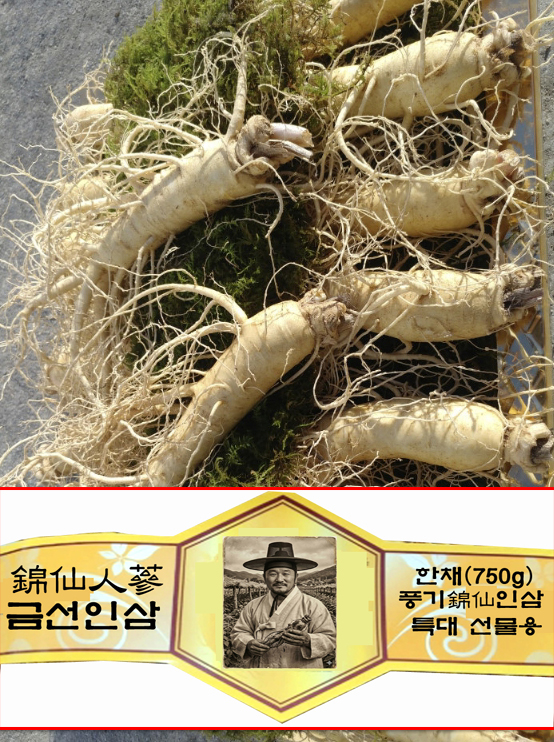 특별선물용 錦仙인삼